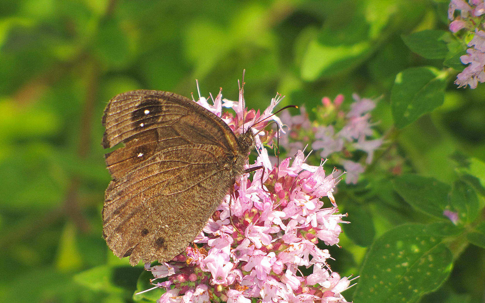 Erebia medusa